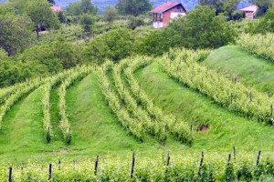 Terasasti vinogradi na Požeškoj gori
